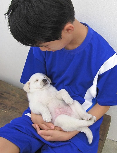 犬のビフォーアフター