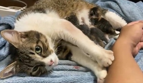 朝起きたら猫の出産完了していた　