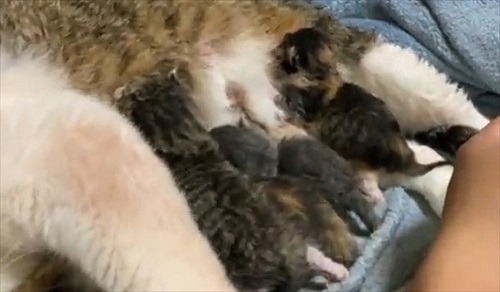 朝起きたら猫の出産完了していた　