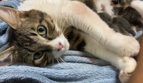 朝起きたら猫の出産完了していた　
