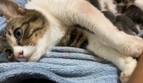 朝起きたら猫の出産完了していた　