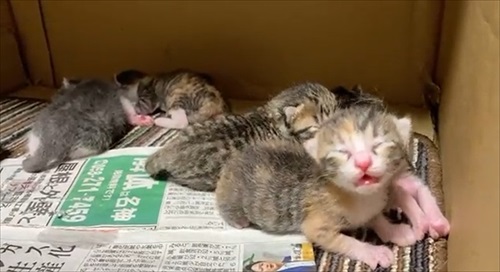 朝起きたら猫の出産完了していた　