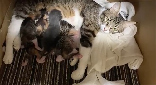 朝起きたら猫の出産完了していた　