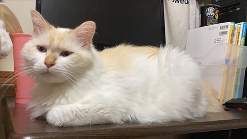 朝起きたら猫の出産完了していた　