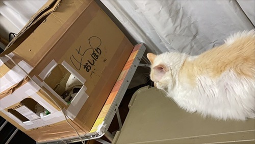 朝起きたら猫の出産完了していた　