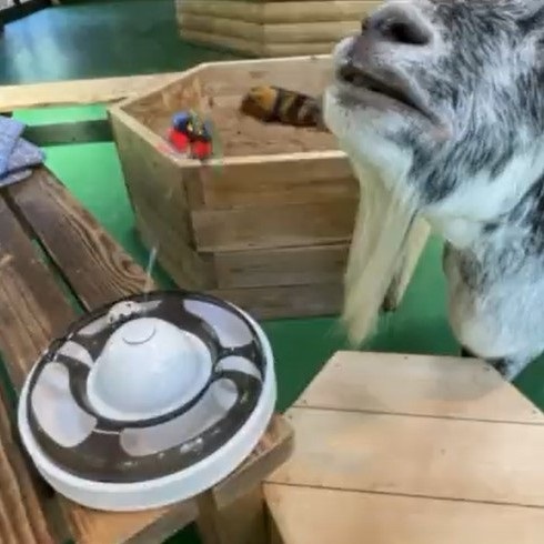 猫のオモチャで遊ぶヤギさん