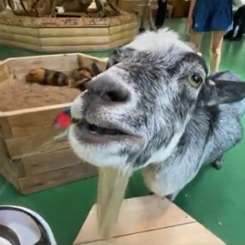 猫のオモチャで遊ぶヤギさん