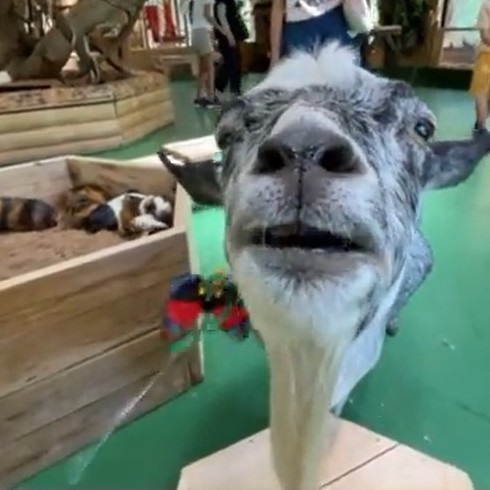 猫のオモチャで遊ぶヤギさん