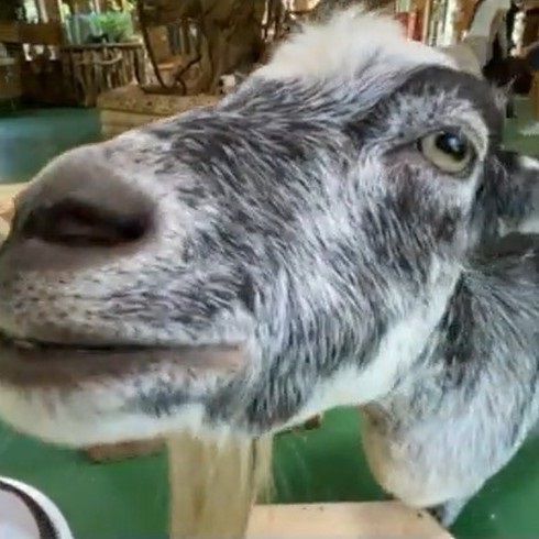 猫のオモチャで遊ぶヤギさん