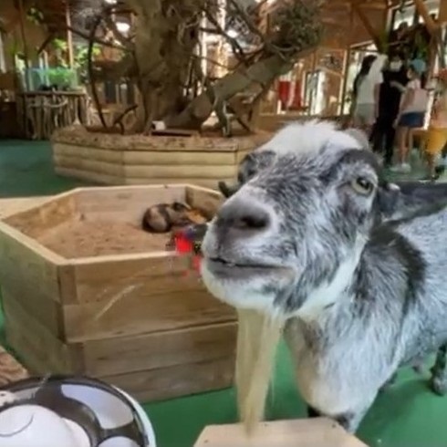 猫のオモチャで遊ぶヤギさん