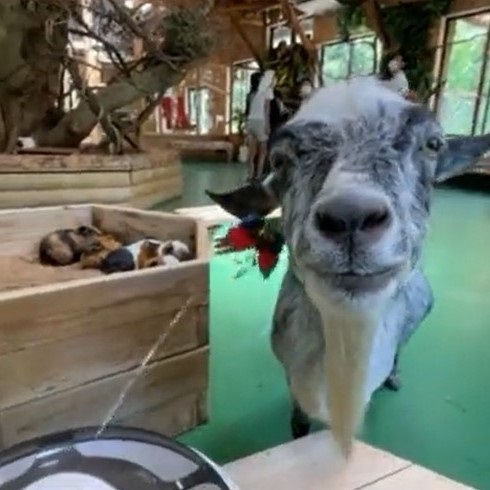 猫のオモチャで遊ぶヤギさん