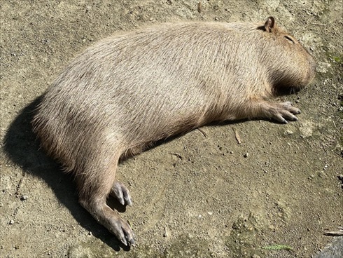 猫のオモチャで遊ぶヤギさん