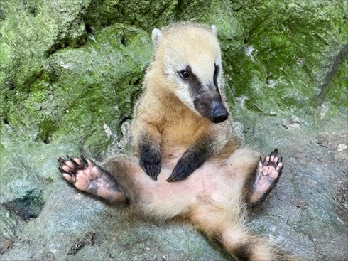 猫のオモチャで遊ぶヤギさん