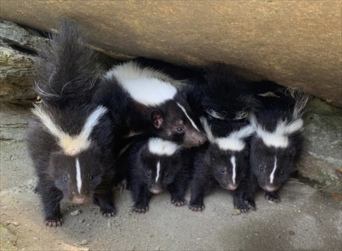 猫のオモチャで遊ぶヤギさん