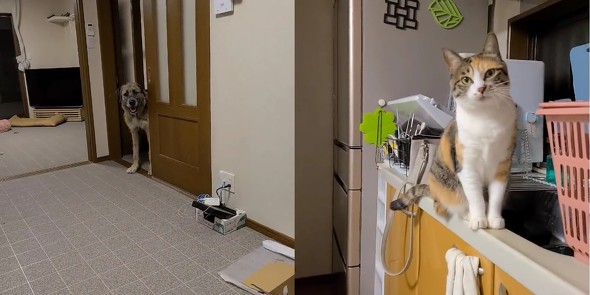 はさまれる飼い主