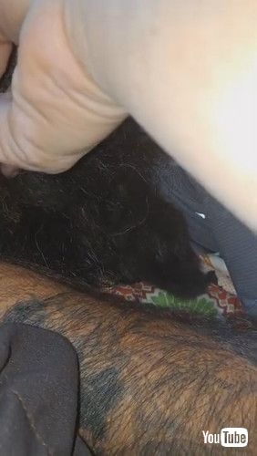 「Big Dog Eats Smaller Dog's Entertainment || ViralHog」