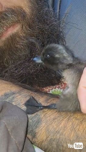 「Big Dog Eats Smaller Dog's Entertainment || ViralHog」