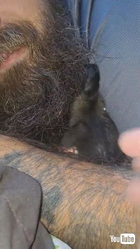 「Big Dog Eats Smaller Dog's Entertainment || ViralHog」