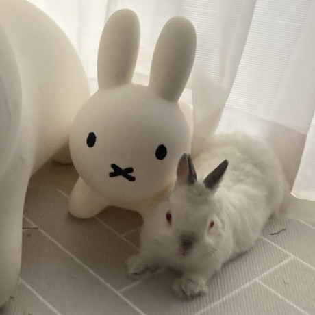 ブルーナボンボンとウサギさん