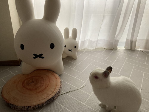 ブルーナボンボンとウサギさん