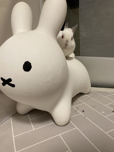 ブルーナボンボンとウサギさん