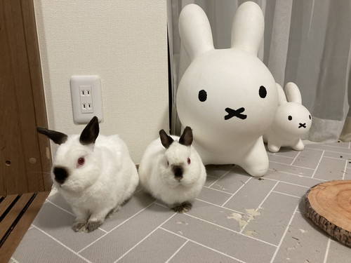 ブルーナボンボンとウサギさん