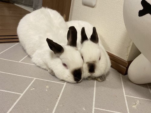 ブルーナボンボンとウサギさん