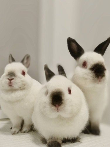 ブルーナボンボンとウサギさん