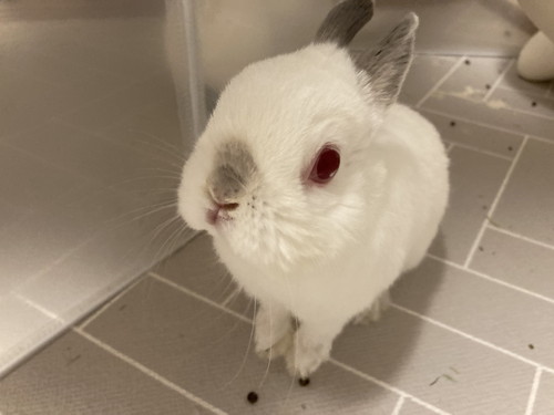 ウサギさんたち