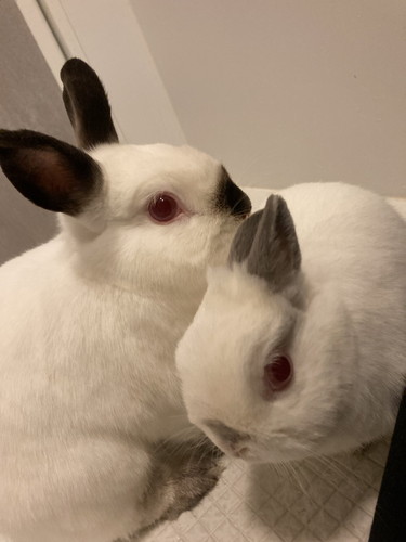 ウサギさんたち