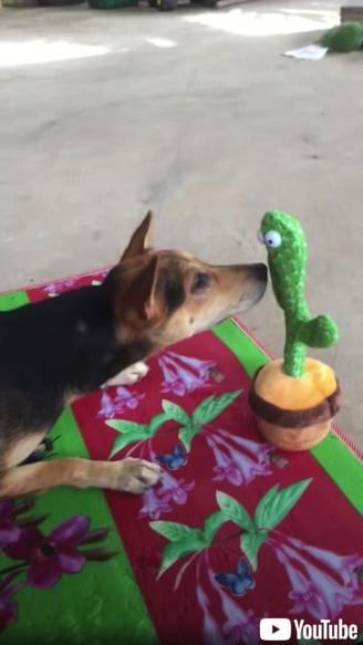 サボテンのおもちゃに驚くワンコ