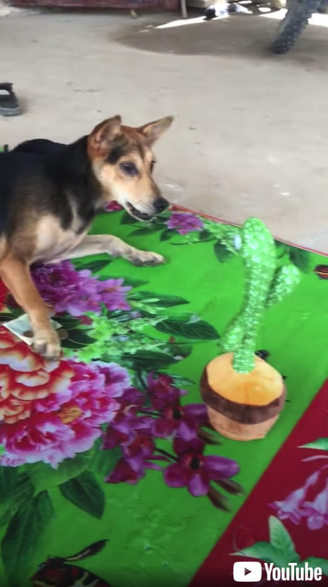 サボテンのおもちゃに驚くワンコ