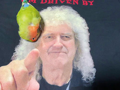 撫でられ待ちインコさん上から