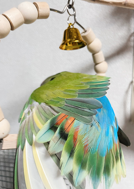 インコさんの羽根