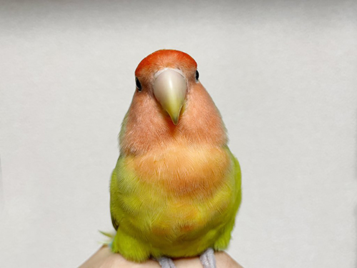 インコさん正面