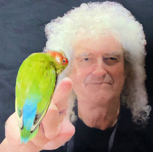 撫でられ待ちインコさんトリミング