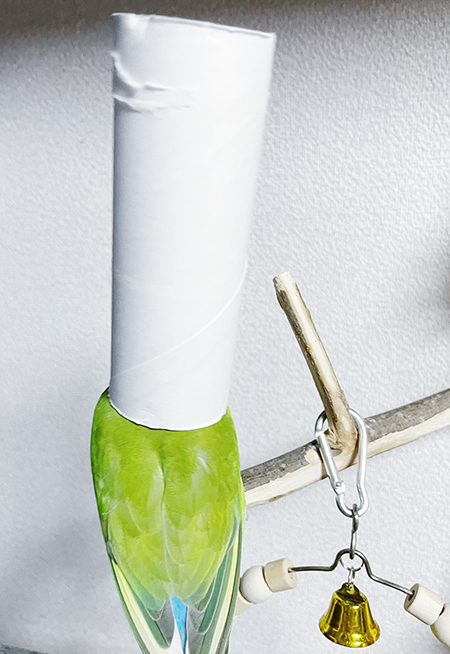 トイレットペーパーの芯で遊ぶインコさん