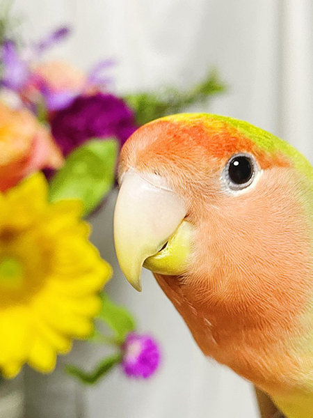 お花とインコさん