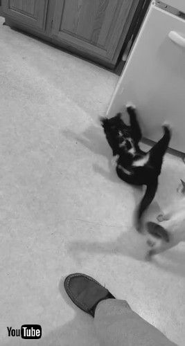 「Cat Uses Tactical Defense Strategy Against Friend || ViralHog」