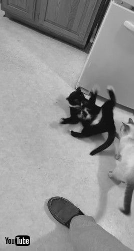 「Cat Uses Tactical Defense Strategy Against Friend || ViralHog」