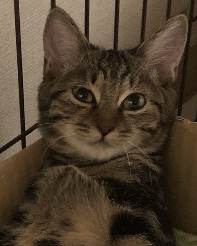 態度がデカイ猫