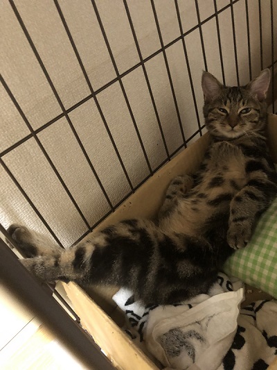 態度がデカイ猫