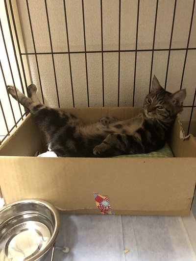 態度がデカイ猫