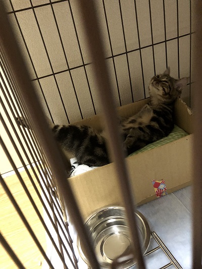 態度がデカイ猫