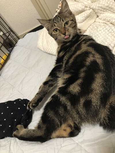 態度がデカイ猫