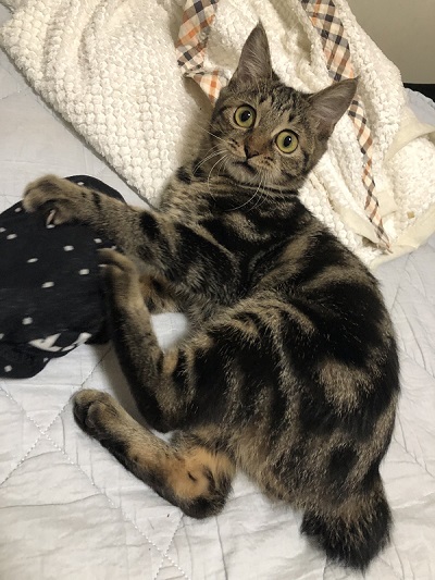 態度がデカイ猫