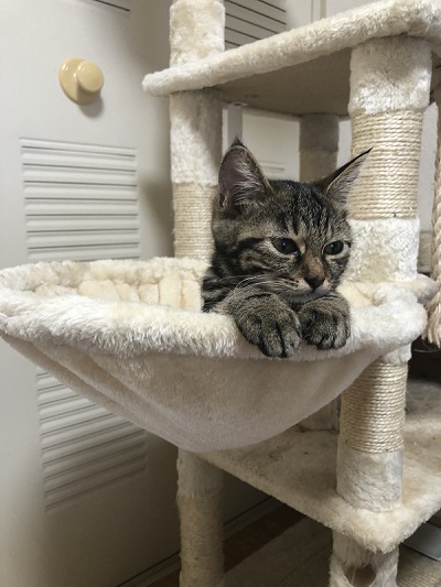 態度がデカイ猫