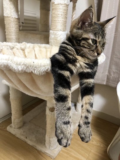 態度がデカイ猫