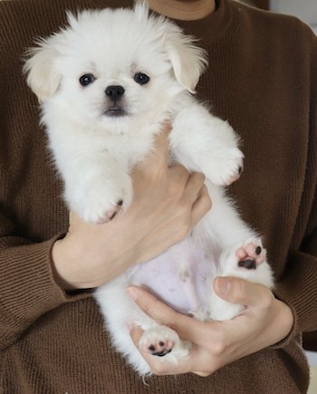 ペキニーズ成長