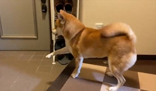 お父さんお母さんの帰宅がうれしい柴犬さん